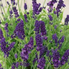Coopers of Stortford You Garden 12x Lavender Hidcote Plug