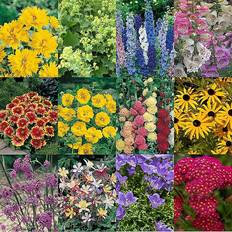 Coopers of Stortford You Garden Pack 24 Hardy Garden Perennial Collection