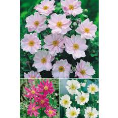 You Garden Japanese Anemone Collection 3 Plants 9cm Pots