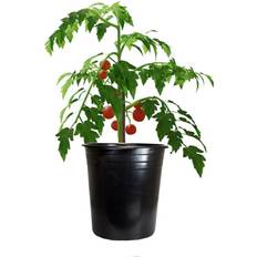 Kingfisher 28cm/12L Garden Tomato Vegetable Planter Grow Pot With