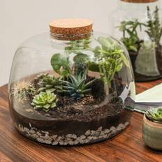 Ivyline Shape Large Terrarium DIY Kit H23cm