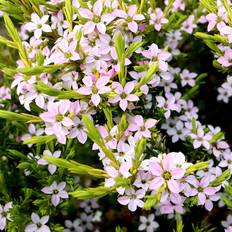 GardenersDream Diosma Sunset Gold Evergreen