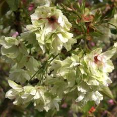 GardenersDream Prunus Royal Flame Christmas Tree