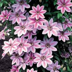 GardenersDream Clematis Nelly Moser 9cm