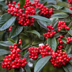 GardenersDream Cotoneaster Watereri Tree Artificial Plant