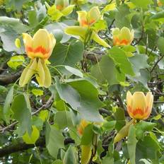 GardenersDream Liriodendron Tulipifera Tree Artificial Plant