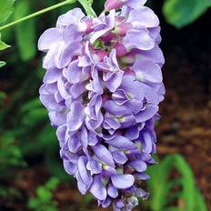 Pots, Plants & Cultivation Freemans YouGarden Wisteria Amethyst Falls 15cm Pot