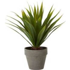 Premier Olivia's Freda Planter Succulent Agave