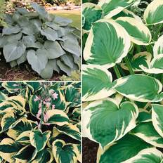 Coopers of Stortford You Garden Hosta Collection 3