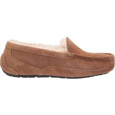 UGG Ascot - Chestnut Suede