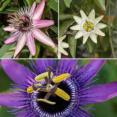 Coopers of Stortford Passiflora Collection 9Cm X 3