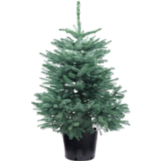 GardenersDream 2Ft Blue Spruce Pot Grown Christmas