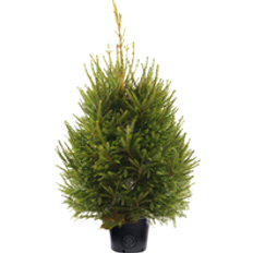 GardenersDream 4Ft Norway Spruce Pot Grown Christmas