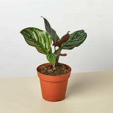 House Plant Shop Calathea 'Ornata' Live 4" Pot No Color