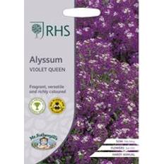 RHS Mr.Fothergill's Grow Your Own Summer Alyssum Violet Queen Seed