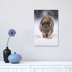 Marlow Home Co Wolf Hunting In The Snow Wrapped Photograph