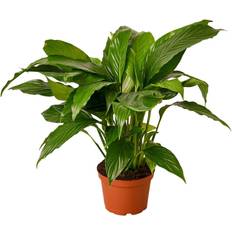 House Plant Shop Spathiphyllum 'Peace Lily' Live 6" Pot