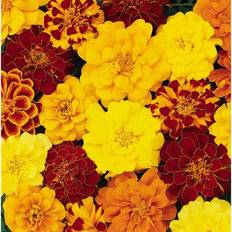 Coopers of Stortford Marigold Durango Mix 20 Garden Ready Plants Colour
