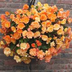 Coopers of Stortford You Garden Begonia Apricot Shades 20 Garden Ready Plants