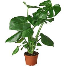 House Plant Shop Philodendron 'Monstera' Live Pot Color