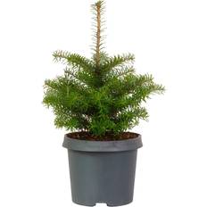 GardenersDream Korean Fir Pot Grown Christmas Tree