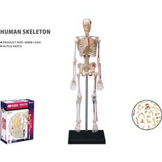 Robetoy Human Anatomy Skeleton 19 cm 26059