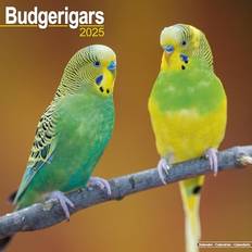 Green Calendars Avonside Budgerigars Calendar 2025