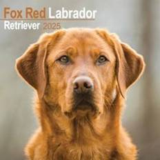 Red Calendars Red Labrador Retriever Calendar 2025