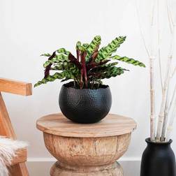 Ivyline Hammered Black/Copper Bowl