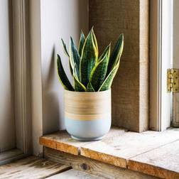 Ivyline Bamboo Planter