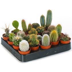 Very 20 Cactus Mix Live Plant