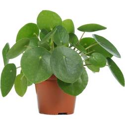 GardenersDream Pilea Peperomioides Money Plant