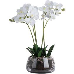 Hill Interiors Orchid In Glass Pot