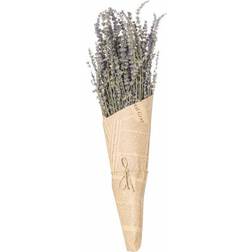 Hill Interiors Dried lavender Bunch