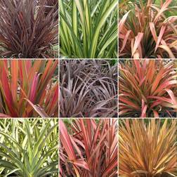 GardenersDream Phormium Mix 10 Plants