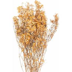 Hill Interiors Dried Orange Babys Breath Bunch