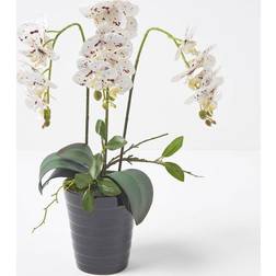 Homescapes White Orchid 56 Phalaenopsis Pot