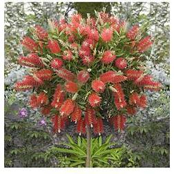 Very Callistemon 'Bottlebrush' Standard