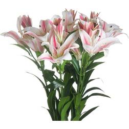 Hill Interiors Stargazer Lily