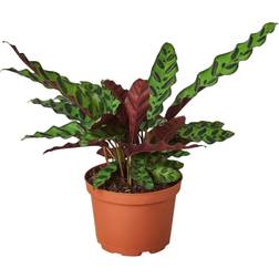 Plant Shop Calathea 'Rattlesnake' 6" Pot Live Plant Great Free Care