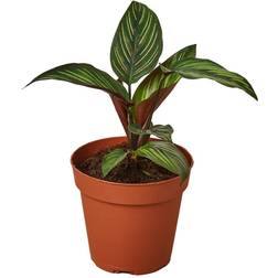 Plant Shop Calathea 'Beauty Star' Great