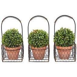 Pure Garden Boxwood