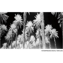 BigBuy Home Canvas Palms 120 Palm tree Framed Art