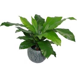 Leaf Bushy Large Artificial Bird's Nest Fern Plant