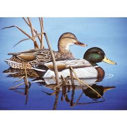 Royal Painting By Numbers Blue Water Mallards