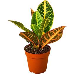 House Plant Shop Croton Petra