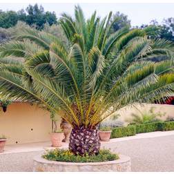 GardenersDream Phoenix Canariensis Palm Tree