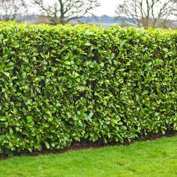 GardenersDream Prunus Rotundifolia Cherry Laurel Hedging Plant 9cm