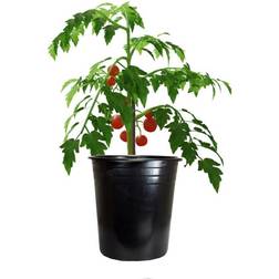 Kingfisher 28cm/12L Garden Tomato Vegetable Planter Grow Pot With