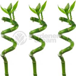 GardenersDream Lucky Bamboo Green Artificial Plant 3pcs